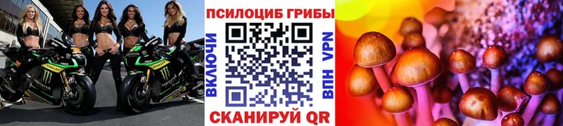 Галлюциногенные грибы Psilocybe  как найти закладки  Железногорск-Илимский 